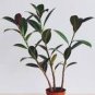 50 PCS Seeds Rare Bonsai Ficus Elastica Decora Indian Rubber Tree Purify