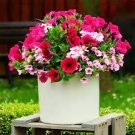 100 PCS Seeds Rare Bonsai Mixed Purple Pink Red White Colors Petunia Superbissima Mixed 100 PCS Seeds Rare Bonsai Mixed Purple Pink Red White Colors Petunia Superbissima Mixed
