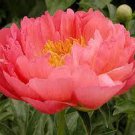 5 PCS Seeds Rare Breathtaking Semidouble Coral Charm Peony Tree Flower 5 PCS Seeds Rare Breathtaking Semidouble Coral Charm Peony Tree Flower