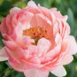 5 PCS Seeds Rare Breathtaking Semidouble Coral Charm Peony Tree Flower