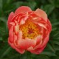 5 PCS Seeds Rare Breathtaking Semidouble Coral Charm Peony Tree Flower
