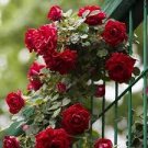 50 PCS Seeds Rare Bright Red Climbing Rose Flowers for yard garden
