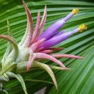 100 PCS Seeds Rare Bromeliad Seeds Perennial Air Plants