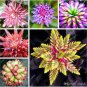100 PCS Seeds Rare Bromeliad Seeds Perennial Air Plants