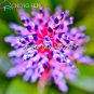 100 PCS Seeds Rare Bromeliad Seeds Perennial Air Plants