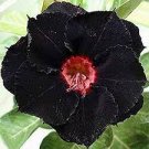 2 PCS Seeds Rare Brown Black Adenium Desert Rose with Fire Red Heart Flower