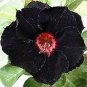 2 PCS Seeds Rare Brown Black Adenium Desert Rose with Fire Red Heart Flower