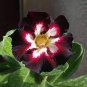 2 PCS Seeds Rare Brown Black Adenium Desert Rose with Fire Red Heart Flower