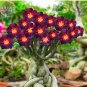 2 PCS Seeds Rare Brown Black Adenium Desert Rose with Fire Red Heart Flower
