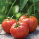 100 PCS Seeds Rare Burpee's Big Boy Tomato Hybrid 100 PCS Seeds Rare Burpee's Big Boy Tomato Hybrid