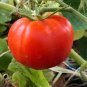 100 PCS Seeds Rare Burpee's Big Boy Tomato Hybrid