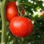 100 PCS Seeds Rare Burpee's Big Boy Tomato Hybrid
