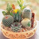 100 PCS Seeds Rare Cactus Seeds Real Succulent