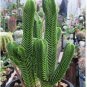100 PCS Seeds Rare Cactus Seeds Real Succulent