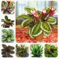 50 PCS Seeds Rare Calathea Air Freshening Plants Beautiful Flowers
