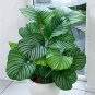50 PCS Seeds Rare Calathea Air Freshening Plants Beautiful Flowers