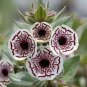 100 PCS Seeds Rare Calico Monkey Flower Mimulus Pictus