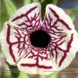 100 PCS Seeds Rare Calico Monkey Flower Mimulus Pictus