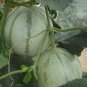 20 PCS Seeds Rare Canadian Heirloom Oka Melon Bizard Island Strain Cucumis Melo