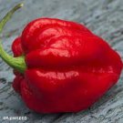 10 PCS Seeds Rare Carolina Reaper Chili Pepper 10 PCS Seeds Rare Carolina Reaper Chili Pepper