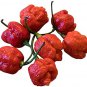 10 PCS Seeds Rare Carolina Reaper Chili Pepper