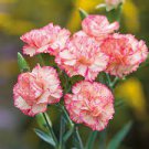200 PCS Seeds Rare Carnations Bonsai Flowers Bonsai Dianthus Caryophyllus Flowers