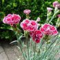 200 PCS Seeds Rare Carnations Bonsai Flowers Bonsai Dianthus Caryophyllus Flowers