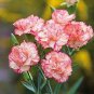 200 PCS Seeds Rare Carnations Bonsai Flowers Bonsai Dianthus Caryophyllus Flowers