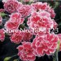 200 PCS Seeds Rare Carnations Bonsai Flowers Bonsai Dianthus Caryophyllus Flowers