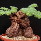 10 PCS Seeds Rare Centipede Coral Geranium Bonsai Garden & Home Bonsai Plant