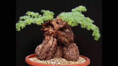 10 PCS Seeds Rare Centipede Coral Geranium Bonsai Garden & Home Bonsai Plant