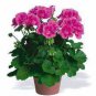 10 PCS Seeds Rare Centipede Coral Geranium Bonsai Garden & Home Bonsai Plant