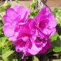 10 PCS Seeds Rare Centipede Coral Geranium Bonsai Garden & Home Bonsai Plant