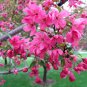 10 PCS Seeds Rare Chinese Crabapple
