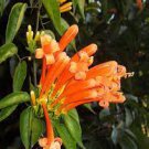 5 PCS Seeds Rare Chinese Orange Pyrostegia venusta Perennial Climbing Plant 5 PCS Seeds Rare Chinese Orange Pyrostegia venusta Perennial Climbing Plant
