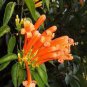 5 PCS Seeds Rare Chinese Orange Pyrostegia venusta Perennial Climbing Plant
