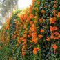5 PCS Seeds Rare Chinese Orange Pyrostegia venusta Perennial Climbing Plant