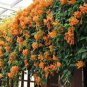 5 PCS Seeds Rare Chinese Orange Pyrostegia venusta Perennial Climbing Plant