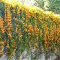 5 PCS Seeds Rare Chinese Orange Pyrostegia venusta Perennial Climbing Plant