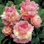 10 PCS Seeds Rare Chinese Peony