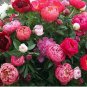 10 PCS Seeds Rare Chinese Peony