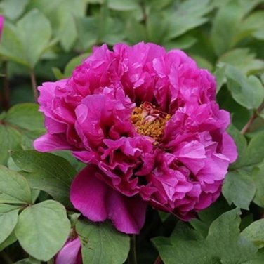 20 PCS Seeds Rare Chinese Peony Planting Greenery Flowers