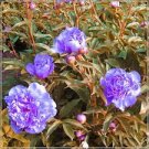 20 PCS Seeds Rare Chinese Peony Seeds Light Purplish White Double Flowers