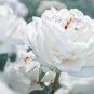 20 PCS Seeds Rare Chinese Peony Seeds Light Purplish White Double Flowers