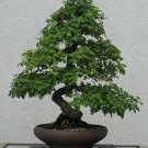 100 PCS Seeds Rare Chinese Rare Peperomia Plant Variety Bonsai Tree 100 PCS Seeds Rare Chinese Rare Peperomia Plant Variety Bonsai Tree