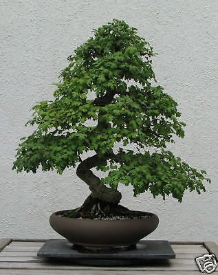 100 PCS Seeds Rare Chinese Rare Peperomia Plant Variety Bonsai Tree
