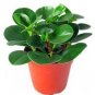100 PCS Seeds Rare Chinese Rare Peperomia Plant Variety Bonsai Tree