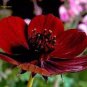 20 PCS Seeds Rare Chocolate Cosmos Flower
