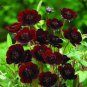 20 PCS Seeds Rare Chocolate Cosmos Flower