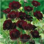 20 PCS Seeds Rare Chocolate Cosmos Flower